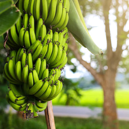 Dwarf Cavendish Banana Healthy Sweet Tissue Cultured Fruit Plant