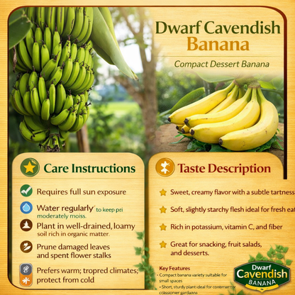 Dwarf Cavendish Banana Healthy Sweet Tissue Cultured Fruit Plant