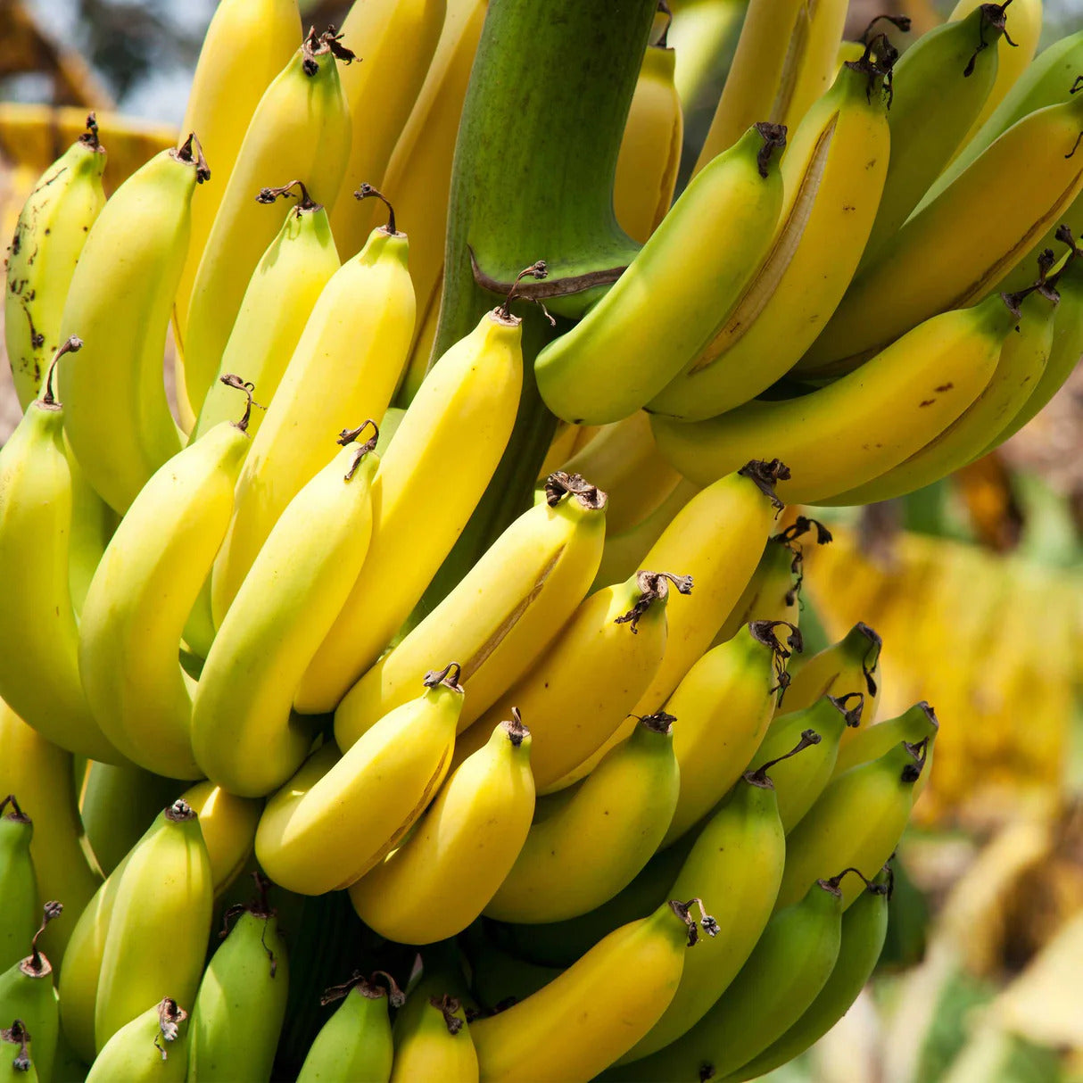Dwarf Cavendish Banana Healthy Sweet Tissue Cultured Fruit Plant