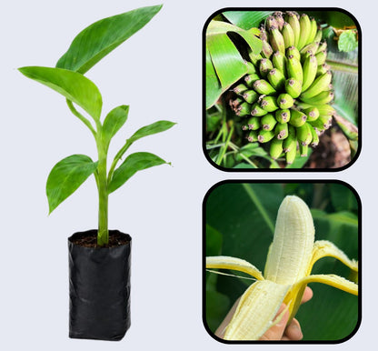 Dwarf Cavendish (Basrai) Banana Healthy Sweet Tissue Cultured Fruit Plant