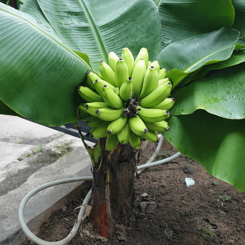 Dwarf Cavendish (Basrai) Banana Healthy Sweet Tissue Cultured Fruit Plant