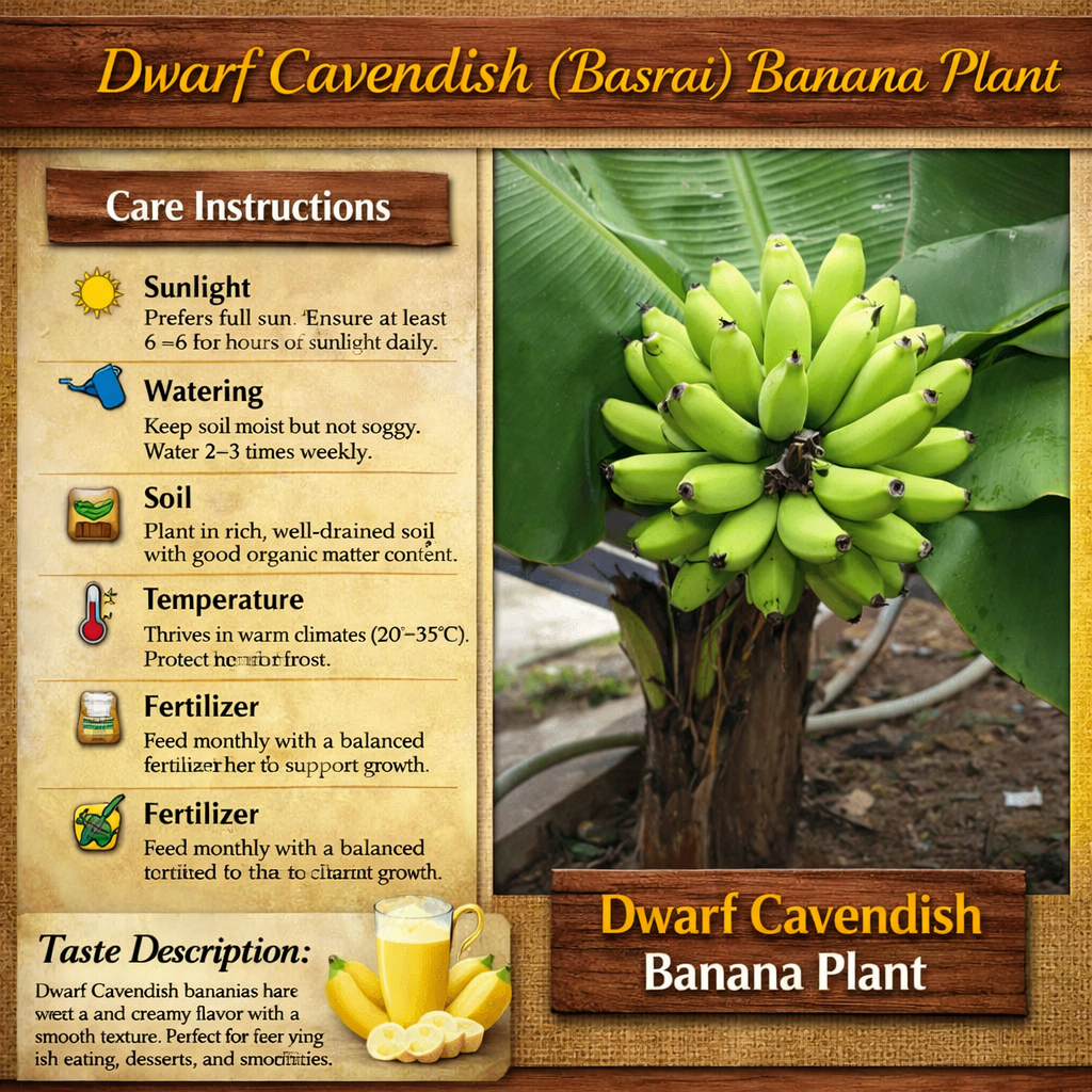 Dwarf Cavendish (Basrai) Banana Healthy Sweet Tissue Cultured Fruit Plant