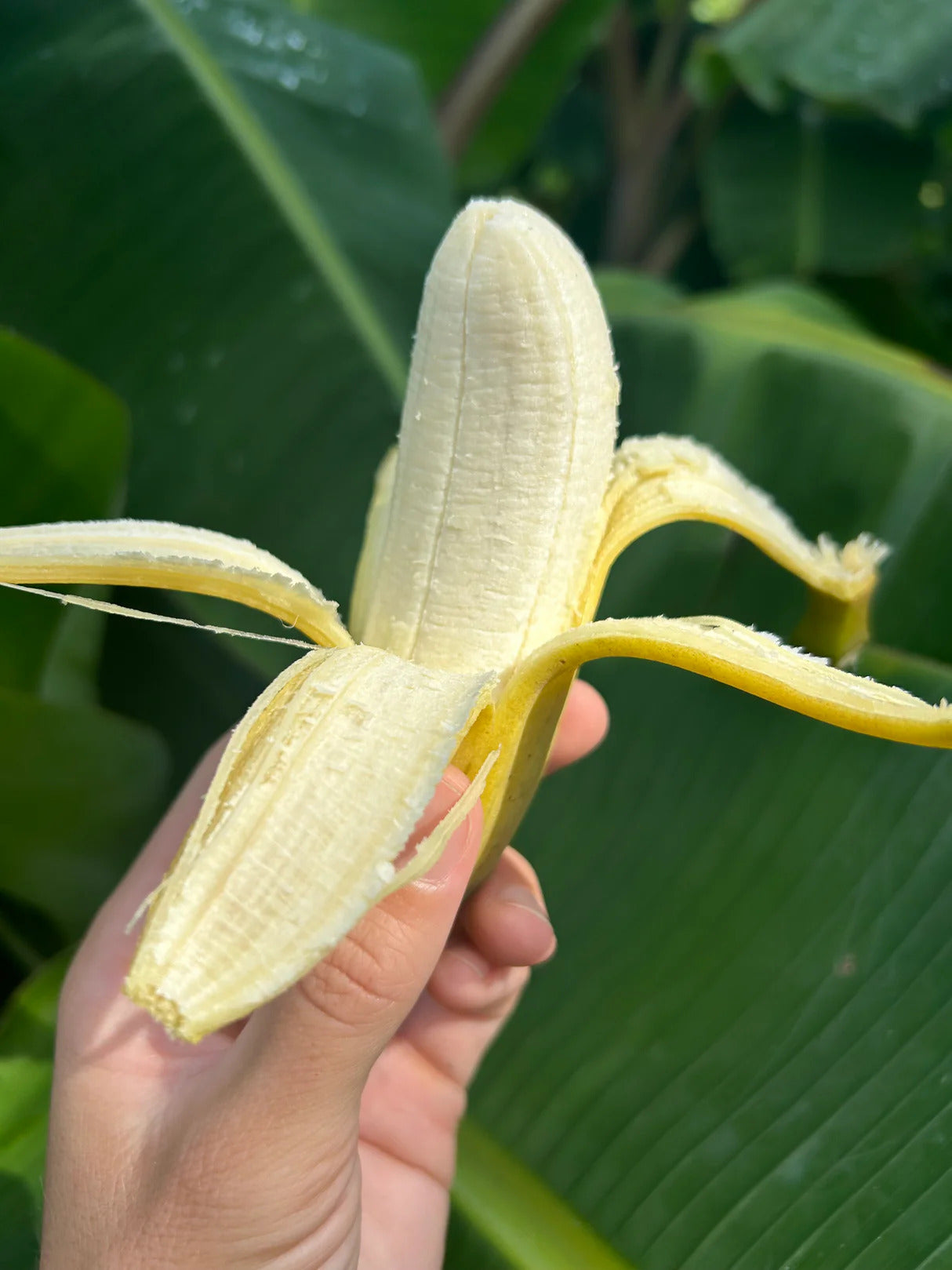 Dwarf Cavendish (Basrai) Banana Healthy Sweet Tissue Cultured Fruit Plant
