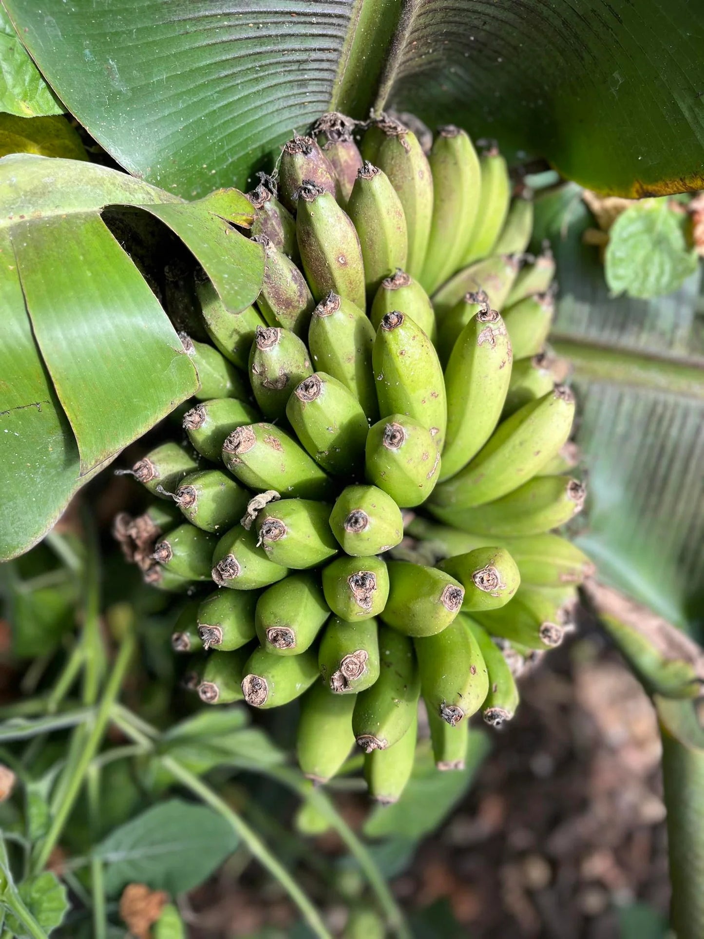 Dwarf Cavendish (Basrai) Banana Healthy Sweet Tissue Cultured Fruit Plant