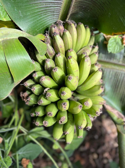 Dwarf Cavendish (Basrai) Banana Healthy Sweet Tissue Cultured Fruit Plant