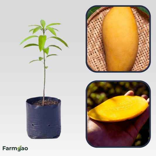 Dwarf Hawaiian Mango Aam Grafted Healthy Fruit Plant
