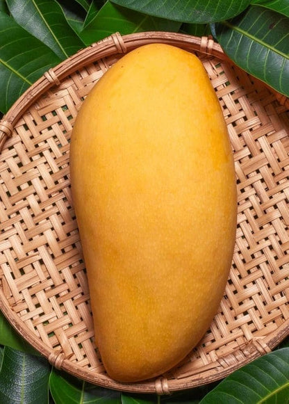 Dwarf Hawaiian Mango Aam Grafted Healthy Fruit Plant
