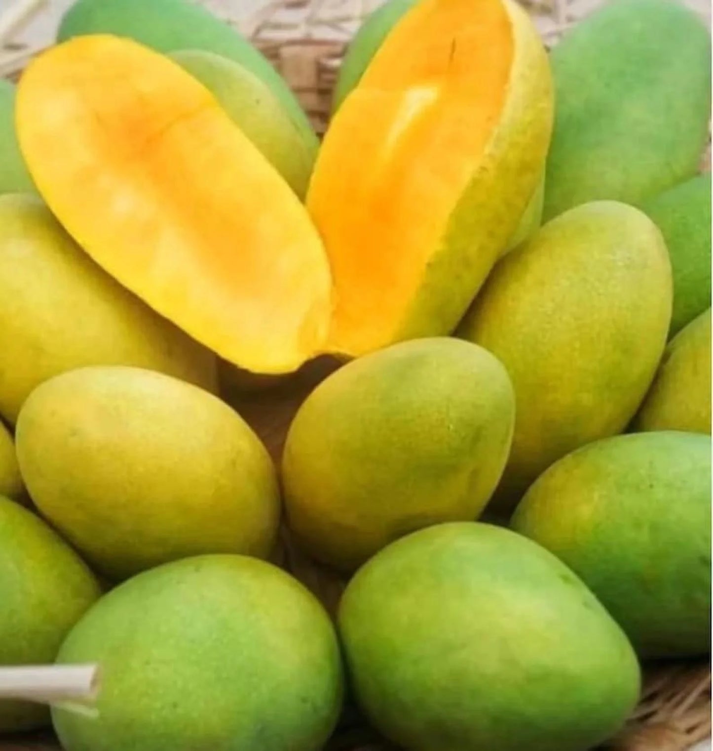 Dwarf Hawaiian Mango Aam Grafted Healthy Fruit Plant