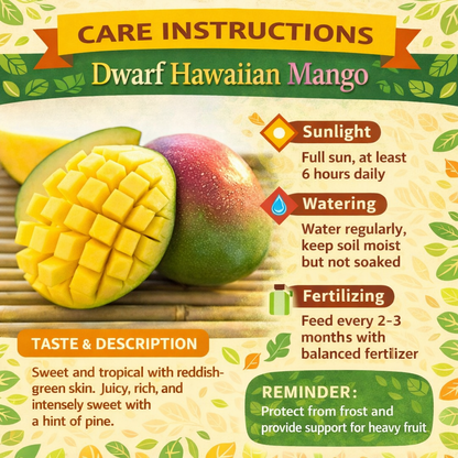 Dwarf Hawaiian Mango Aam Grafted Healthy Fruit Plant
