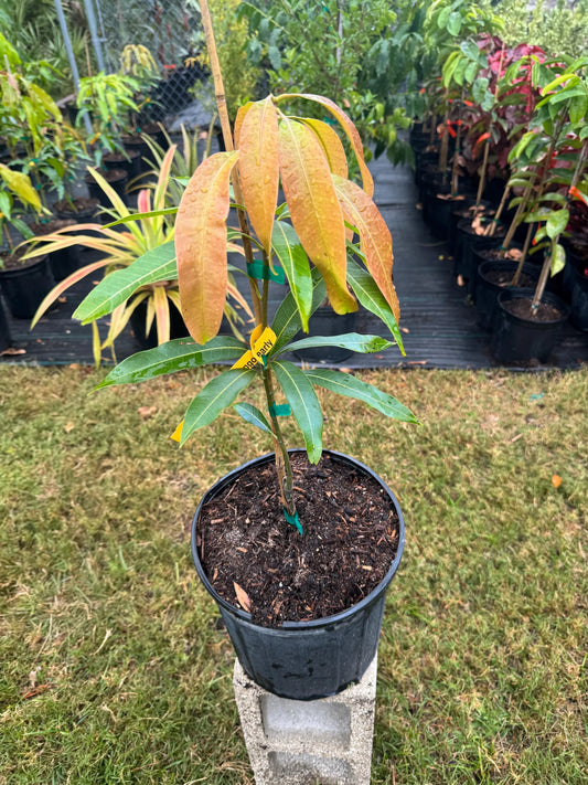 Dwarf Hawaiian Mango Aam Grafted Healthy Fruit Plant