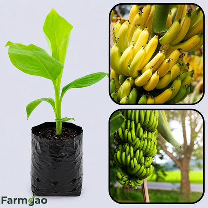 Dwarf Cavendish Banana Healthy Sweet Tissue Cultured Fruit Plant
