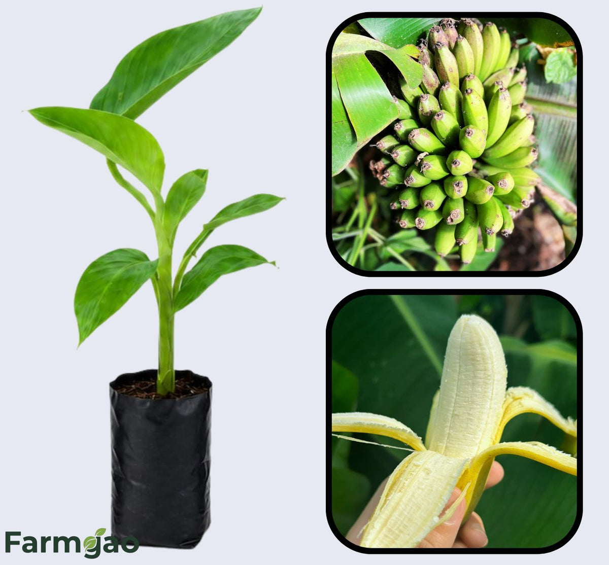 Dwarf Cavendish (Basrai) Banana Healthy Sweet Tissue Cultured Fruit Plant