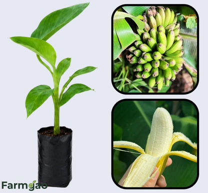 Dwarf Cavendish (Basrai) Banana Healthy Sweet Tissue Cultured Fruit Plant