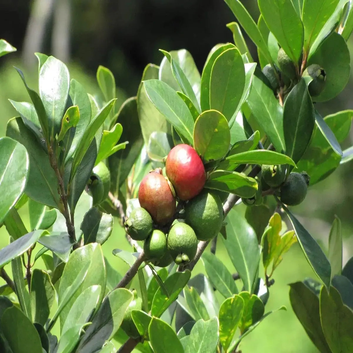 Red Strawberry Guava Hybrid Air Layered Plant