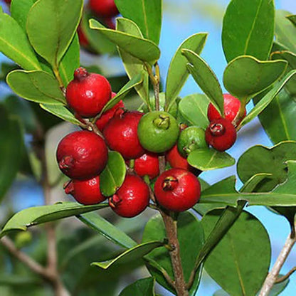 Red Strawberry Guava Hybrid Air Layered Plant