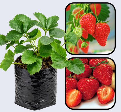Earliglow Strawberry Healthy Sweet Home Garden Kitchen Garden Terrace Balcony Fruit Plant