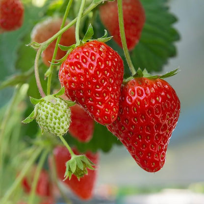 Earliglow Strawberry Healthy Sweet Home Garden Kitchen Garden Terrace Balcony Fruit Plant