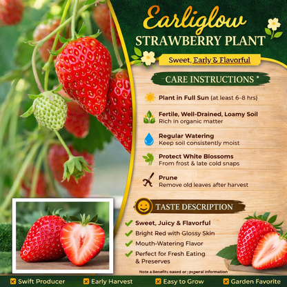 Earliglow Strawberry Healthy Sweet Home Garden Kitchen Garden Terrace Balcony Fruit Plant