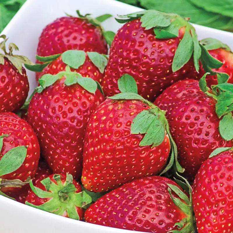 Earliglow Strawberry Healthy Sweet Home Garden Kitchen Garden Terrace Balcony Fruit Plant
