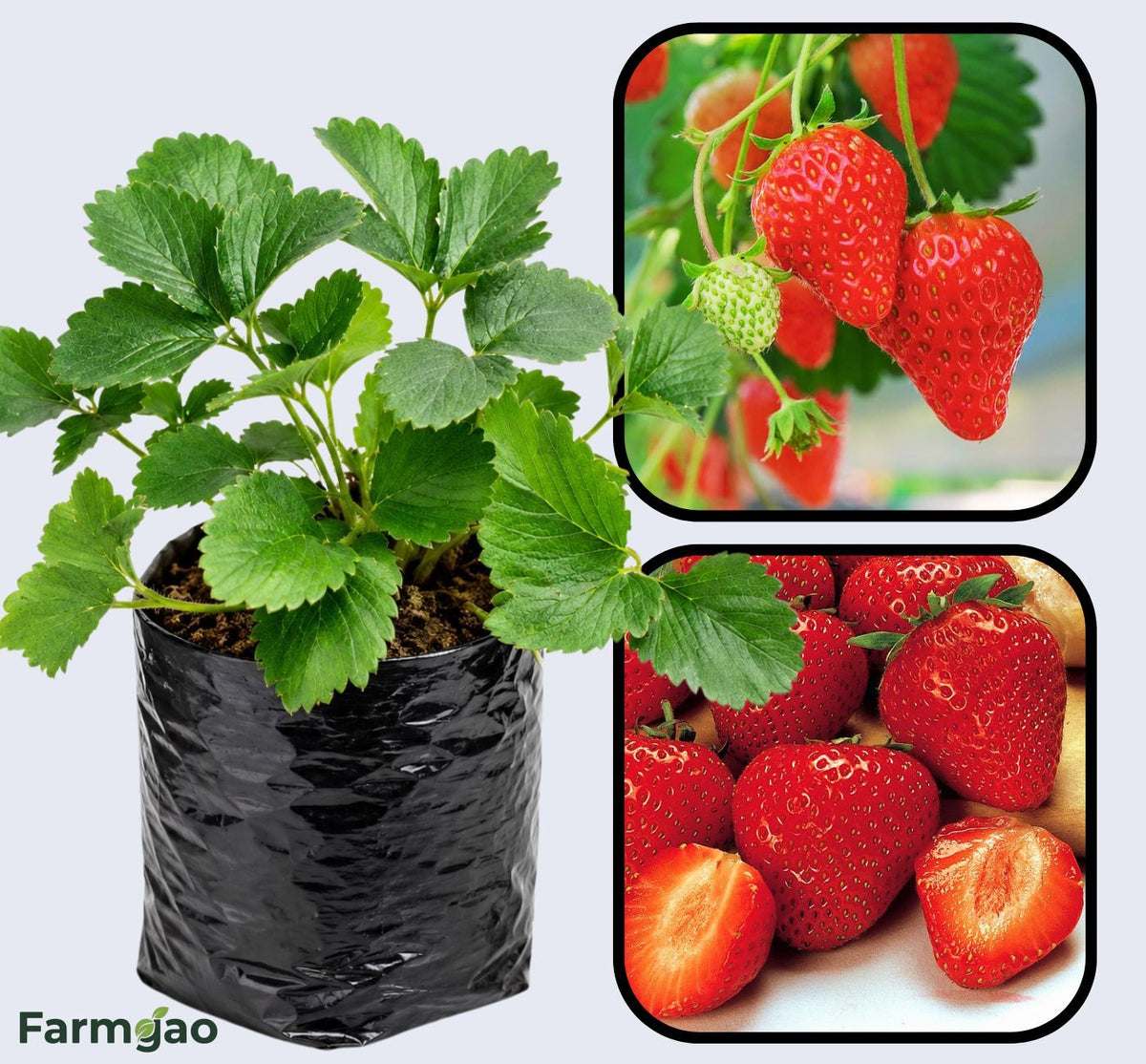 Earliglow Strawberry Healthy Sweet Home Garden Kitchen Garden Terrace Balcony Fruit Plant