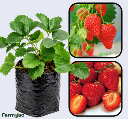 Earliglow Strawberry Healthy Sweet Home Garden Kitchen Garden Terrace Balcony Fruit Plant
