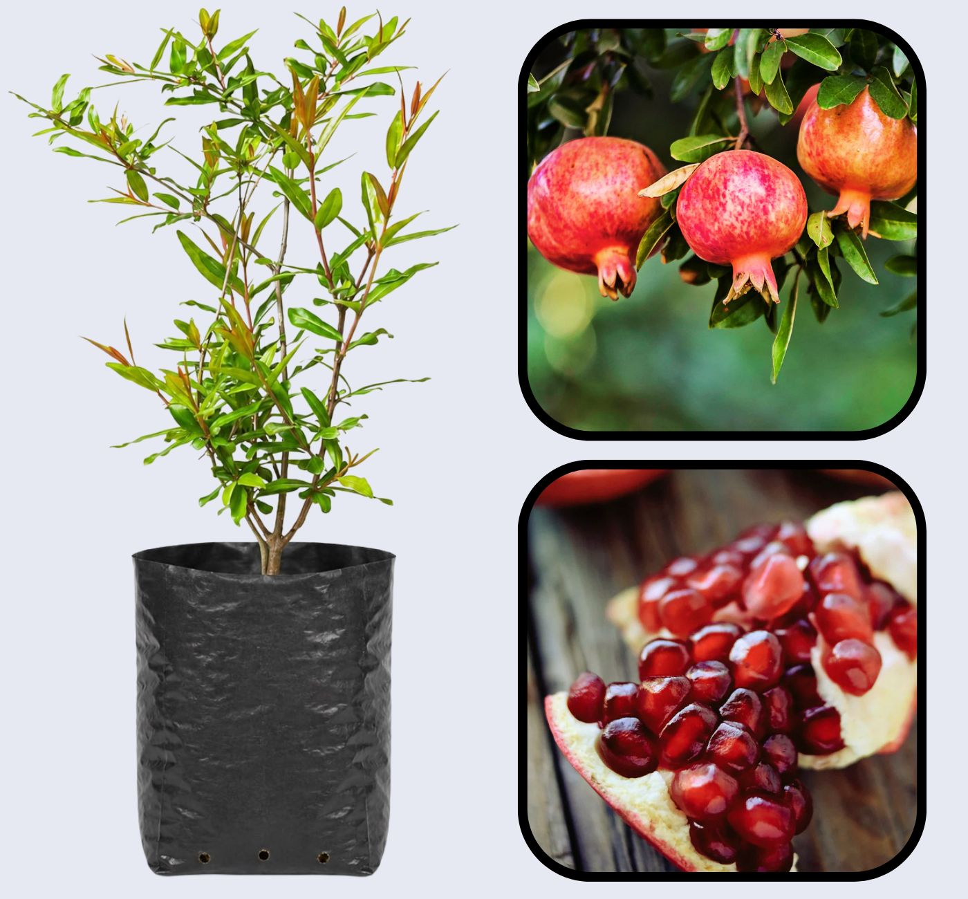 Early Wonderful Pomegranate Grafted Fruit Plant – High Yielding Sweet Juicy Anar Tree Variety