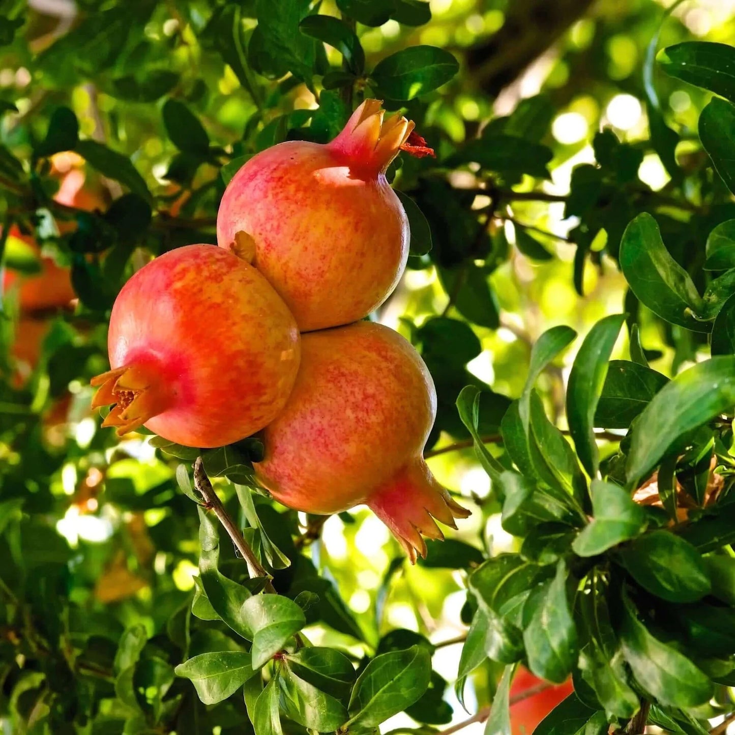 Early Wonderful Pomegranate Grafted Fruit Plant – High Yielding Sweet Juicy Anar Tree Variety