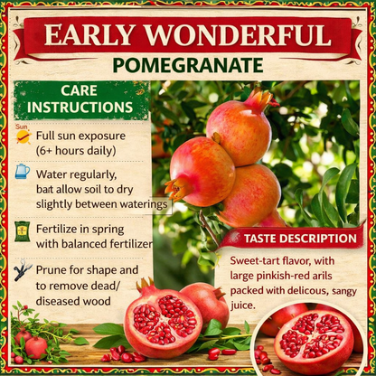 Early Wonderful Pomegranate Grafted Fruit Plant – High Yielding Sweet Juicy Anar Tree Variety