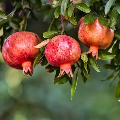 Early Wonderful Pomegranate Grafted Fruit Plant – High Yielding Sweet Juicy Anar Tree Variety