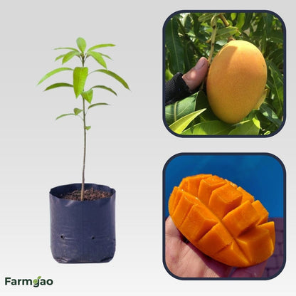 Earlygold Mango Aam Grafted Healthy Fruit Plant