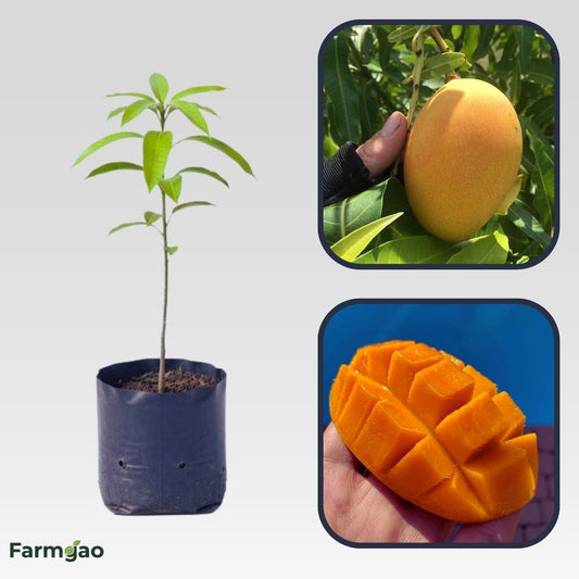 Earlygold Mango Aam Grafted Healthy Fruit Plant
