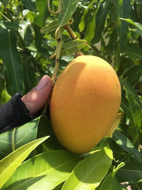 Earlygold Mango Aam Grafted Healthy Fruit Plant