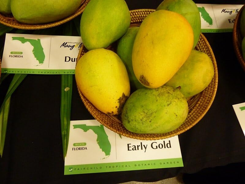 Earlygold Mango Aam Grafted Healthy Fruit Plant