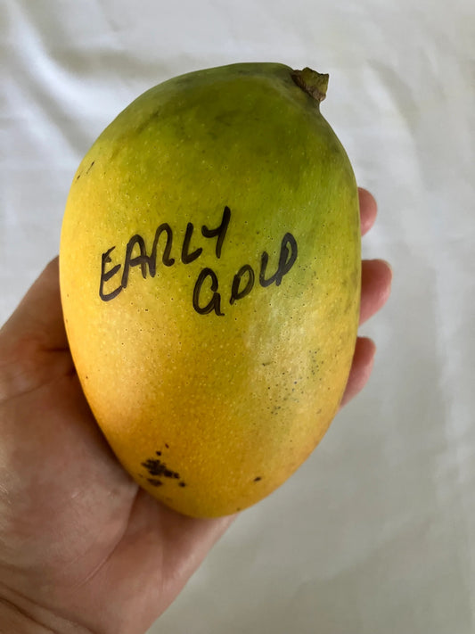 Earlygold Mango Aam Grafted Healthy Fruit Plant