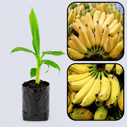 East African Highland Banana (Matoke) Healthy Sweet Tissue Cultured Fruit Plant