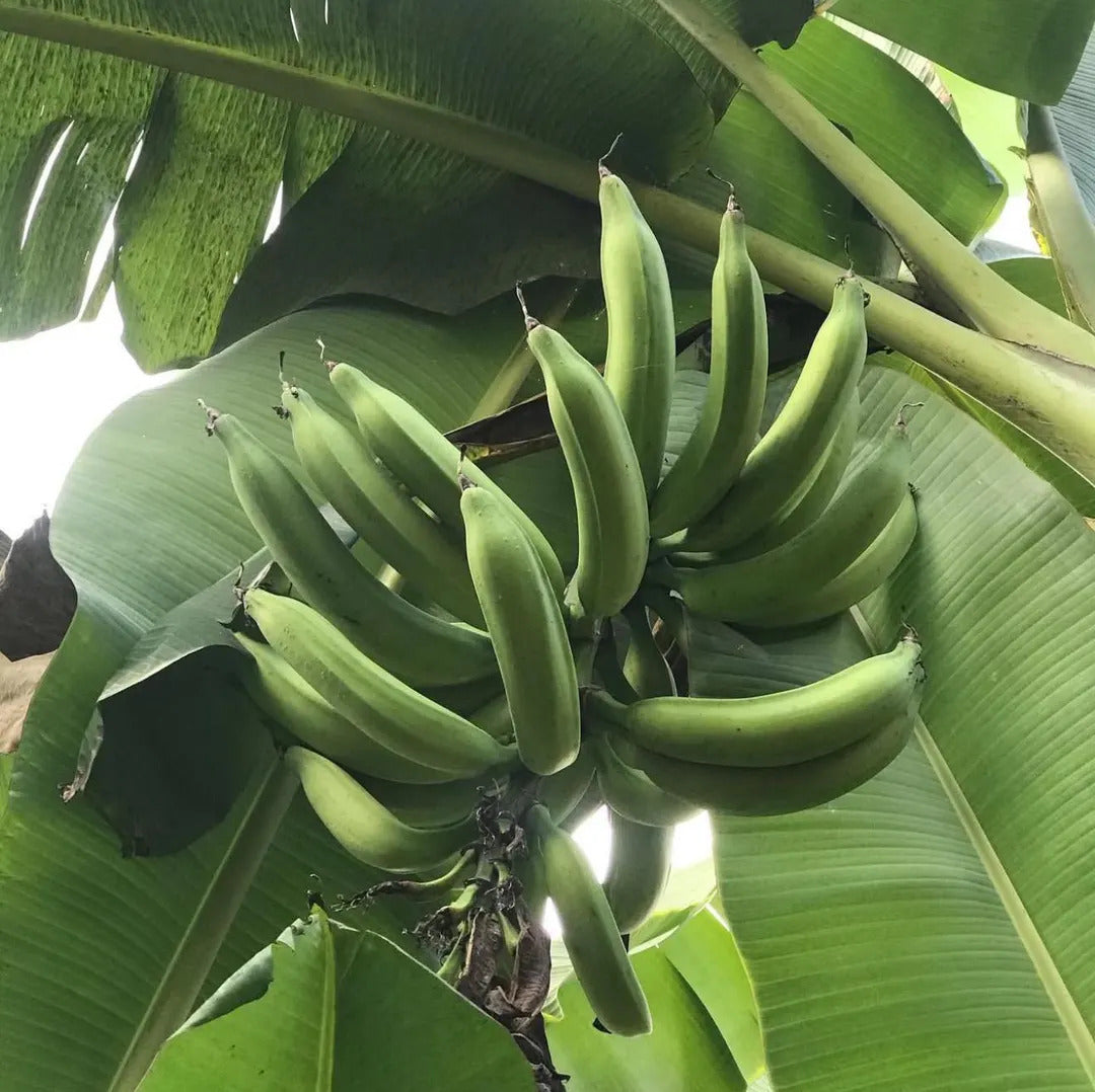 East African Highland Banana (Matoke) Healthy Sweet Tissue Cultured Fruit Plant