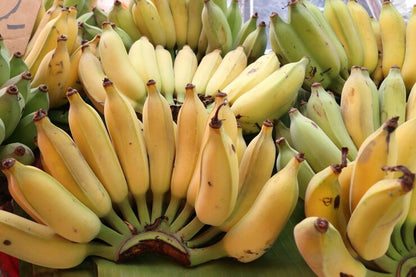 East African Highland Banana (Matoke) Healthy Sweet Tissue Cultured Fruit Plant