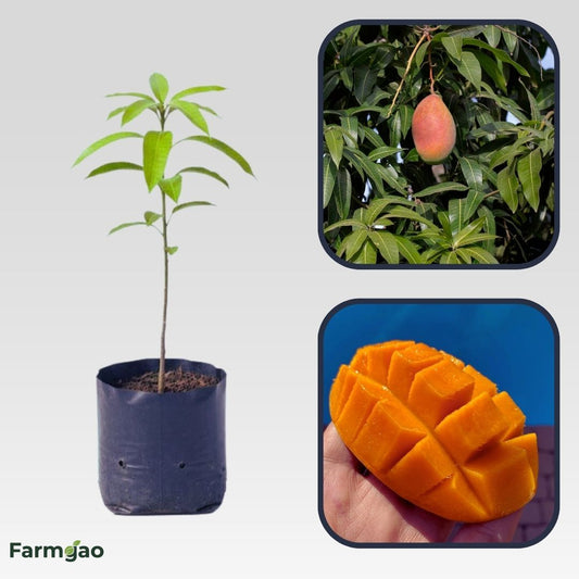 East Indian Mango Aam Grafted Healthy Fruit Plant