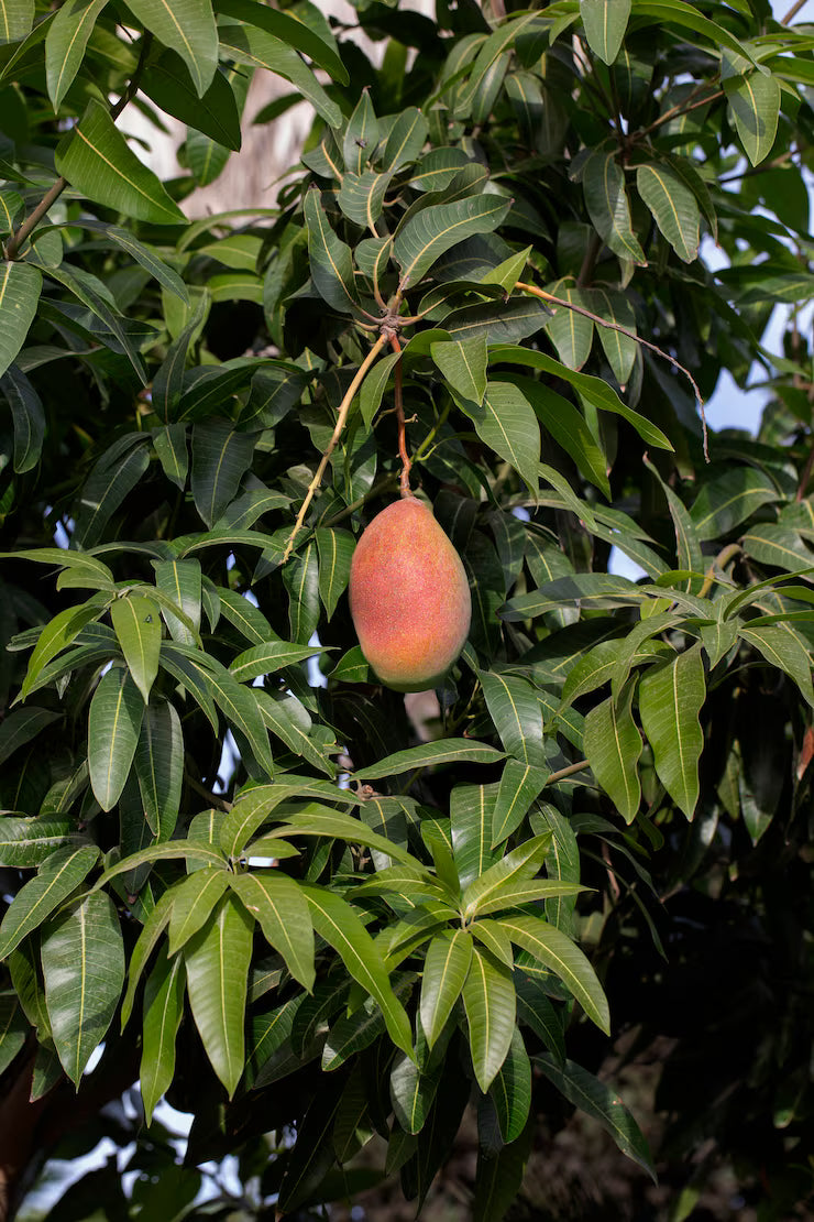 East Indian Mango Aam Grafted Healthy Fruit Plant
