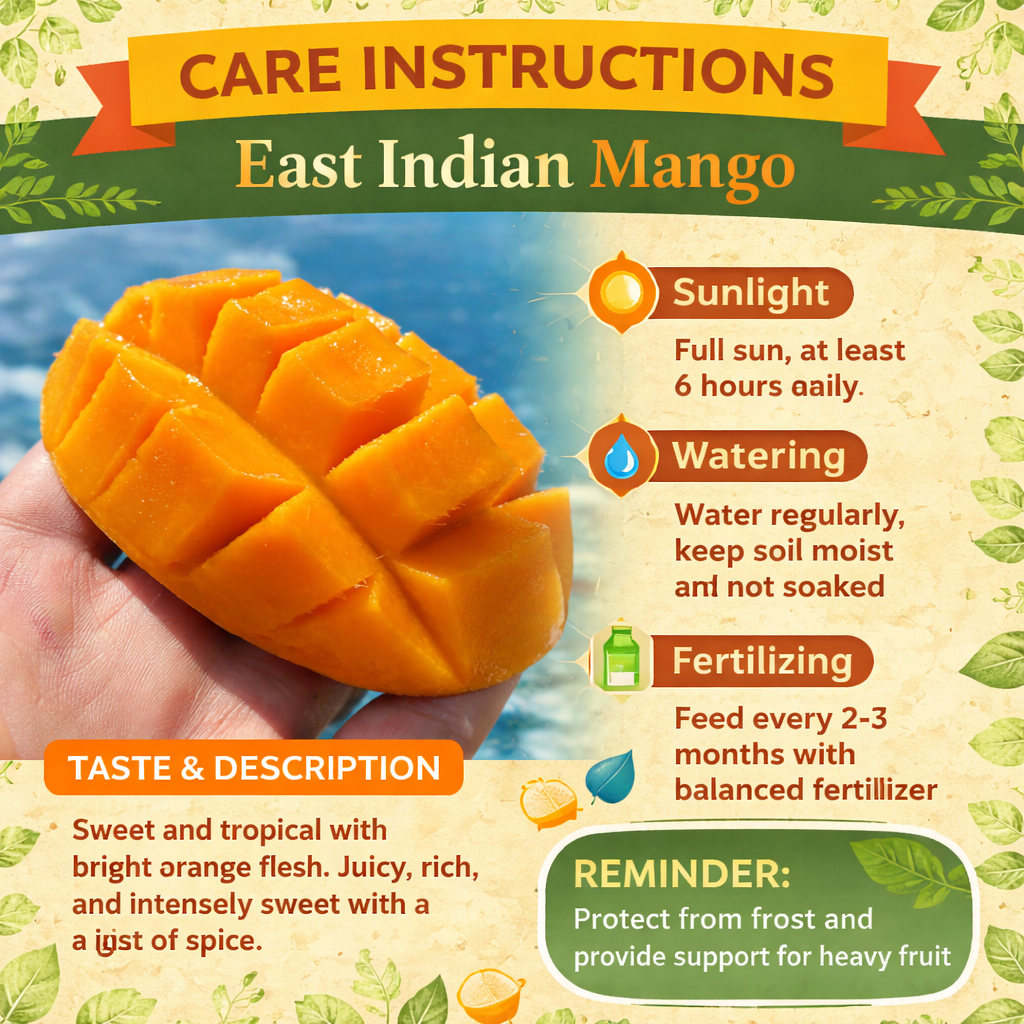 East Indian Mango Aam Grafted Healthy Fruit Plant