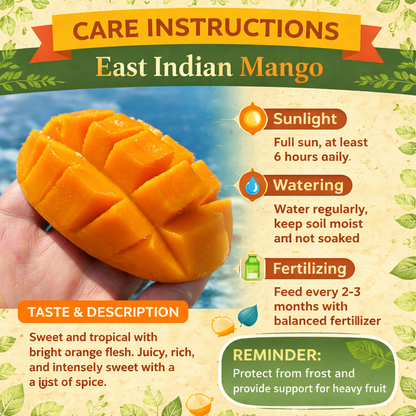 East Indian Mango Aam Grafted Healthy Fruit Plant