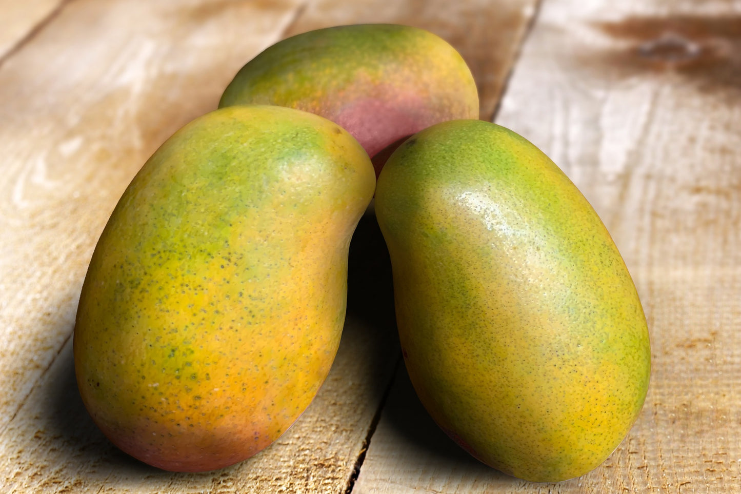 East Indian Mango Aam Grafted Healthy Fruit Plant