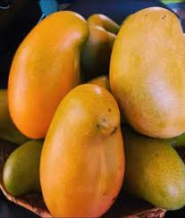East Indian Mango Aam Grafted Healthy Fruit Plant