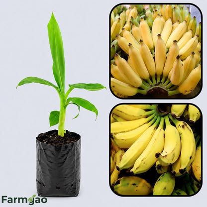 East African Highland Banana (Matoke) Healthy Sweet Tissue Cultured Fruit Plant
