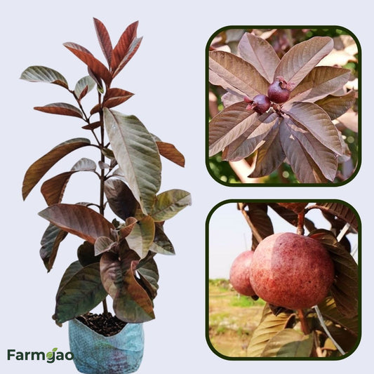 Ecuador Red Guava Air Layered Healthy Fruit Plant