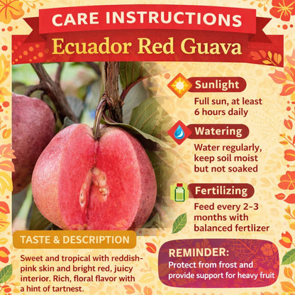 Ecuador Red Guava Air Layered Healthy Fruit Plant