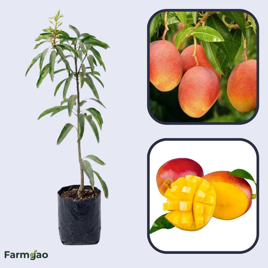 Edward Mango Aam Grafted Healthy Fruit Plant