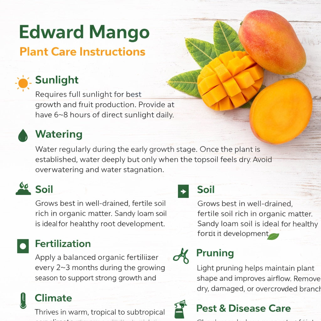 Edward Mango Aam Grafted Healthy Fruit Plant