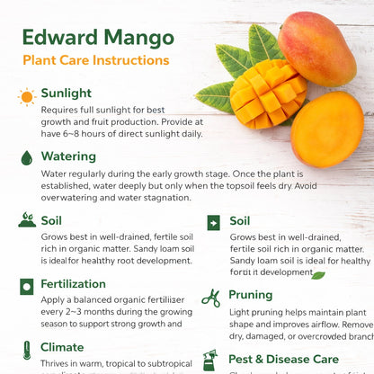 Edward Mango Aam Grafted Healthy Fruit Plant