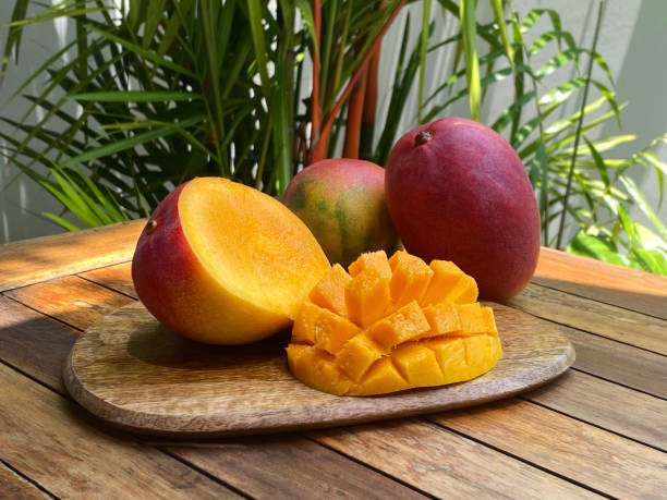 Edward Mango Aam Grafted Healthy Fruit Plant